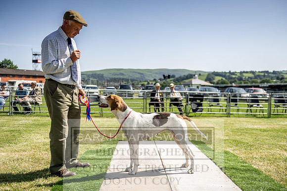 Builth Hound Show 2019-176
