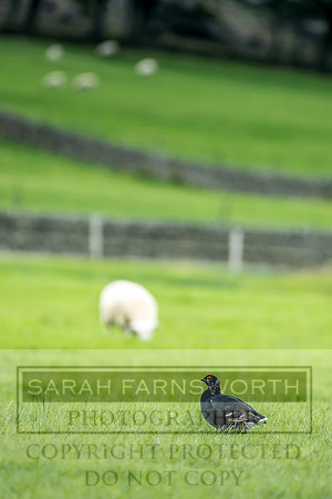 Grouse in Teesdale-6