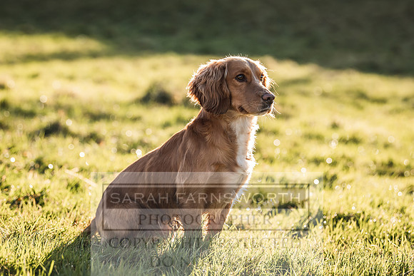 Avonmeadow Stud Dogs-51