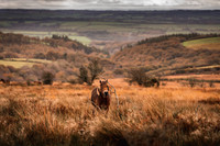 Exmoor Autumn 2020-12
