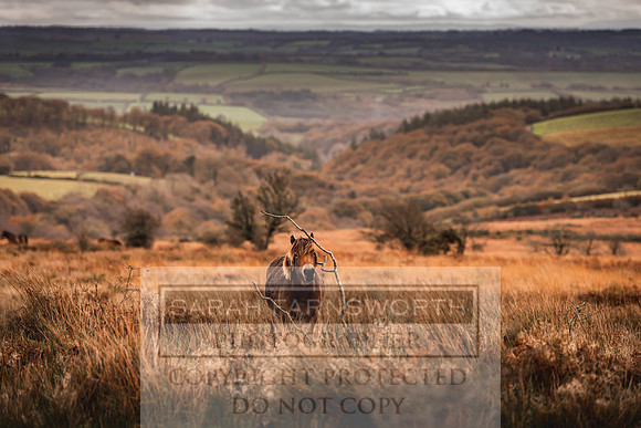 Exmoor Autumn 2020-12
