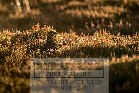 Grouse in Teesdale-42