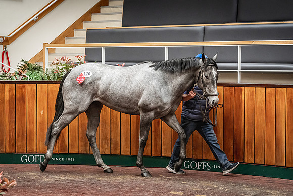 Goffs UK Breeze Up 2022-340
