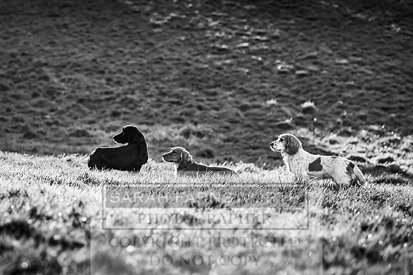 Avonmeadow Stud Dogs-61