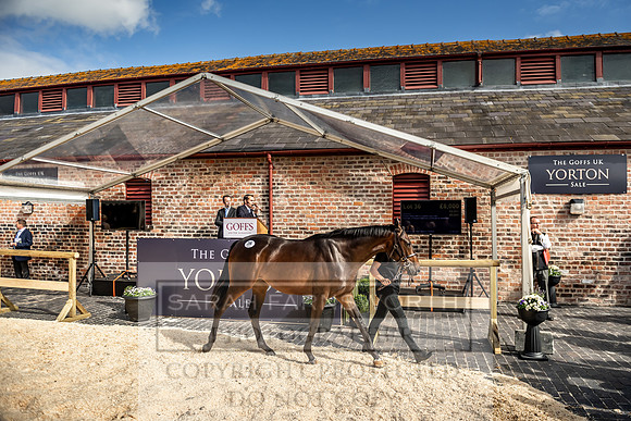 GUK Yorton Sale 2019-398