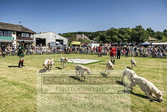 Builth Hound Show 2019-91