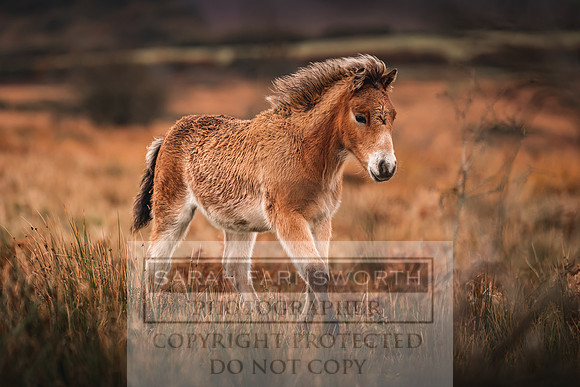 Exmoor Autumn 2020-42