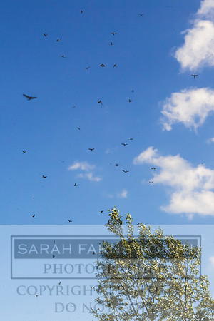Mayfly Hatch and Brown Trout 2020-27