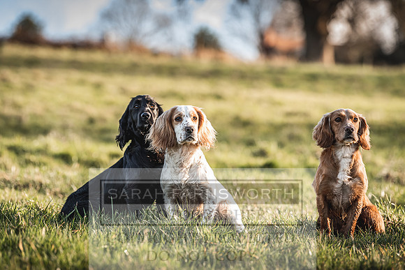 Avonmeadow Stud Dogs-82