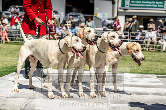 Builth Hound Show 2019-99