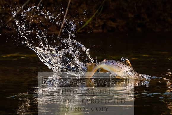 Mayfly Hatch and Brown Trout 2020-73
