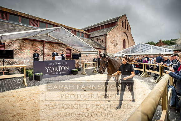 GUK Yorton Sale 2019-303