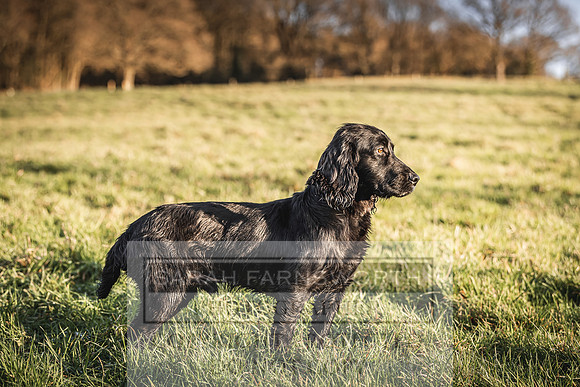Avonmeadow Stud Dogs-99