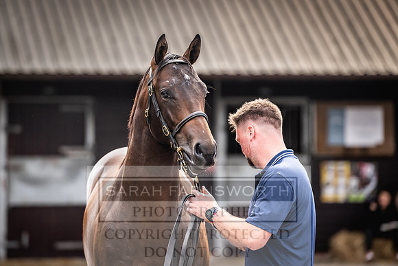 Goffs UK PY24-453