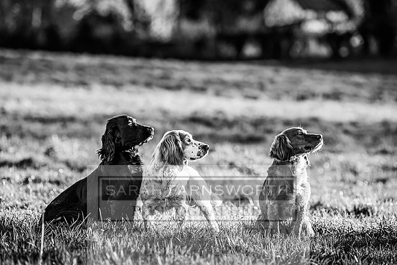 Avonmeadow Stud Dogs-79
