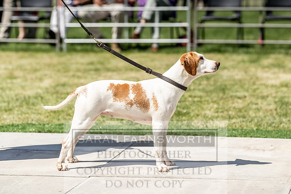 Builth Hound Show 2019-146