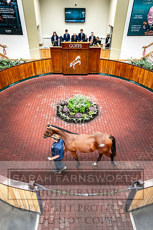 Goffs UK PY24-376