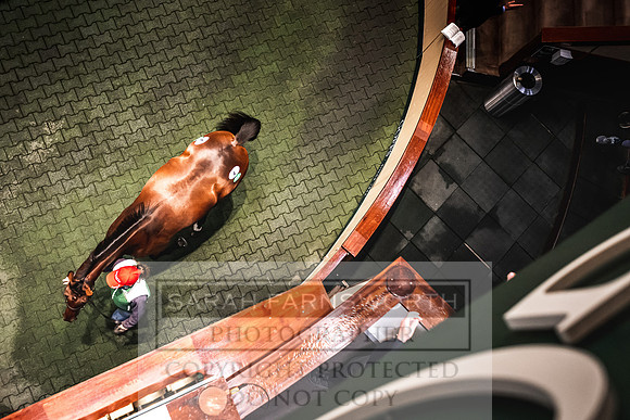 Goffs Orby 2022 Day 1-74