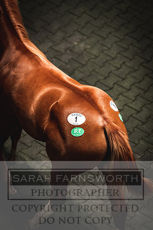 Goffs Orby 2022 Day 1-63