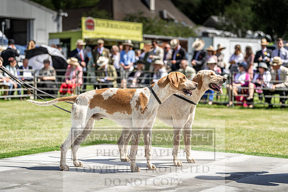 Builth Hound Show 2019-67