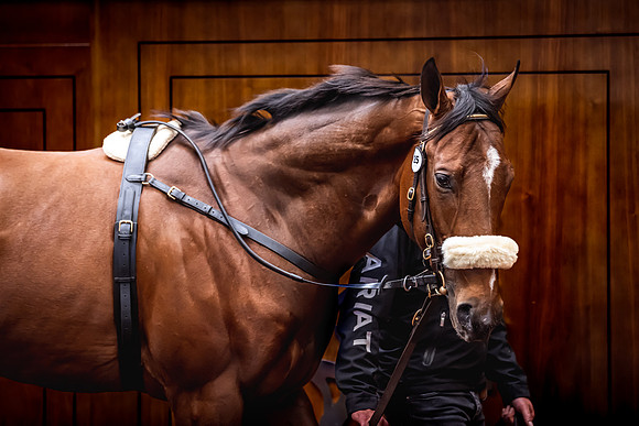 Goffs UK Breeze Up 2022-199
