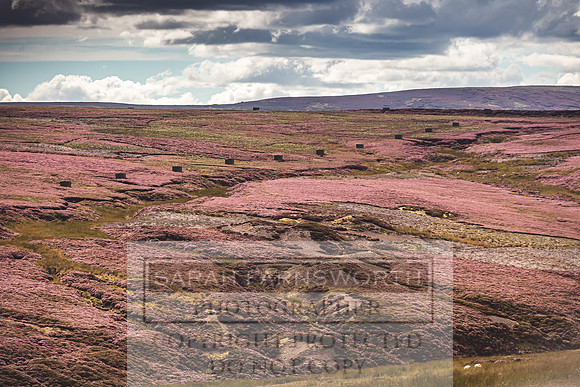 Red Grouse-15