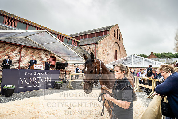 GUK Yorton Sale 2019-310