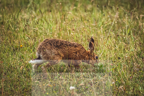 Brown Hare in the cotswolds-2