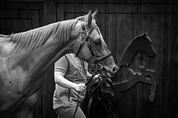 Goffs UK Breeze Up 2022-263