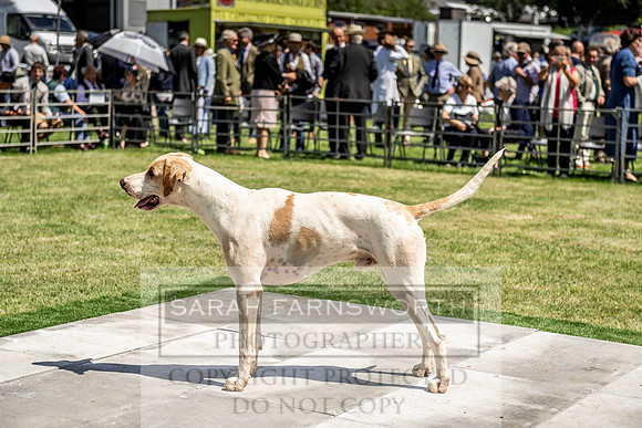 Builth Hound Show 2019-138