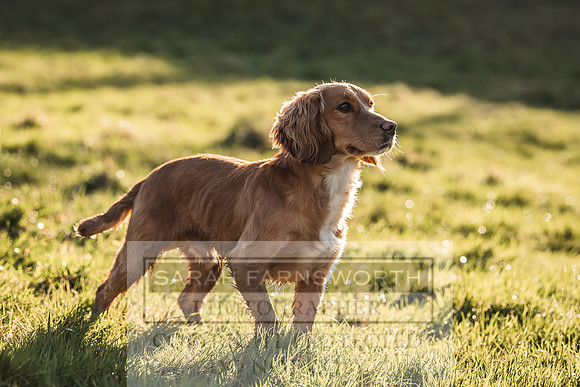 Avonmeadow Stud Dogs-47