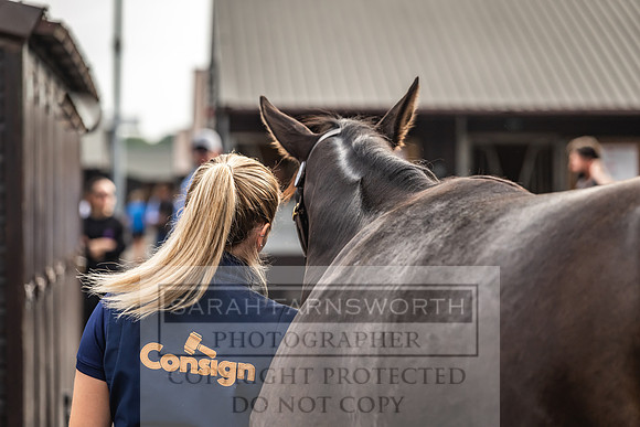 Goffs UK PY24-353