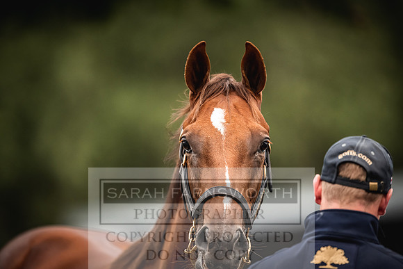 Goffs Orby 2022 Day 1-31