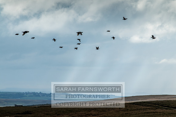 Wolsingham Roxtons 070918-141