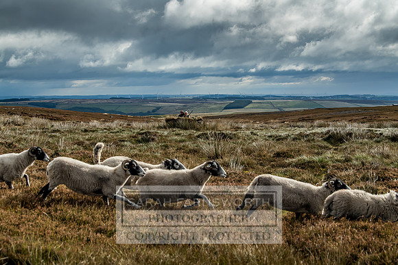 Wolsingham Roxtons 070918-177