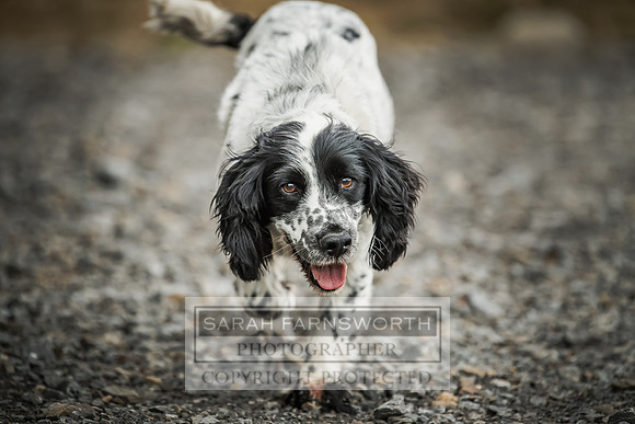 Wolsingham Roxtons 070918-484