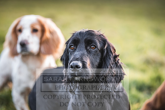 Avonmeadow Stud Dogs-152
