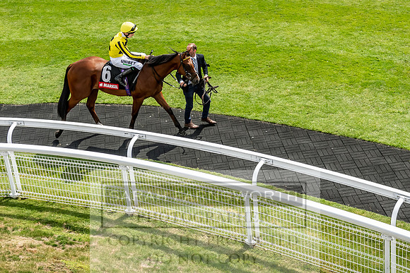 GUK Goodwood Sale 2019-92