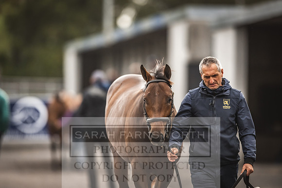 Goffs Orby 2022 Day 1-60