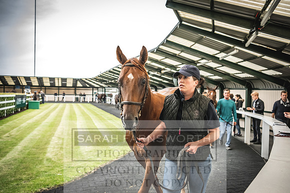 Goffs Orby 2022 Day 1-81