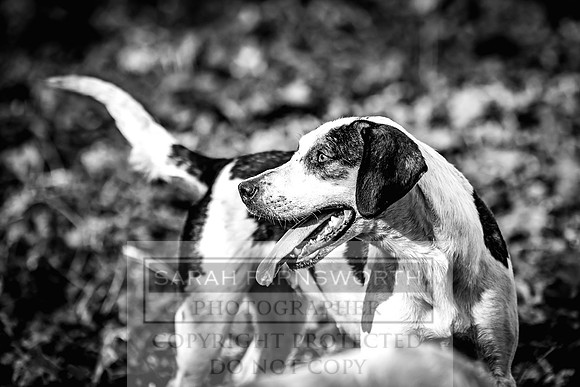 Teme Valley - Beaufort-198