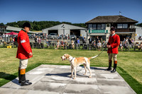 Builth Hound Show 2019-12