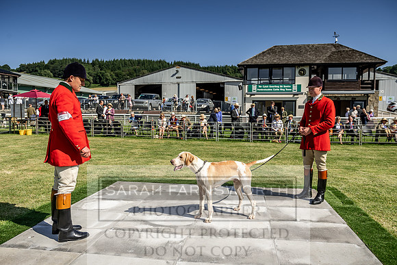 Builth Hound Show 2019-12