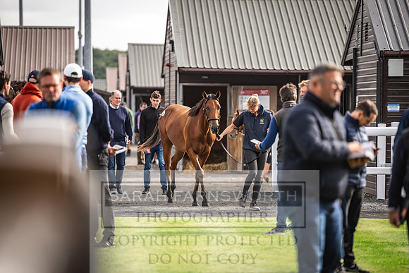 Goffs UK PY24-82