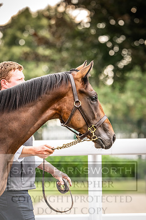 Goffs UK PY24-560