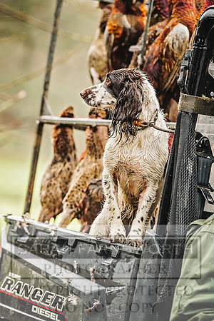 Picking Up Spaniel-1