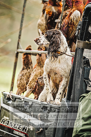Picking Up Spaniel-1