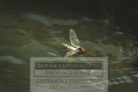 Mayfly Hatch and Brown Trout 2020-37