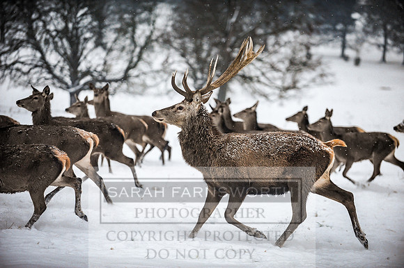 Snow day at Northwick-21