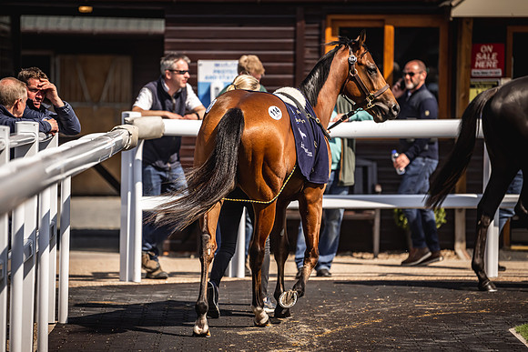 Goffs UK Breeze Up 2022-291